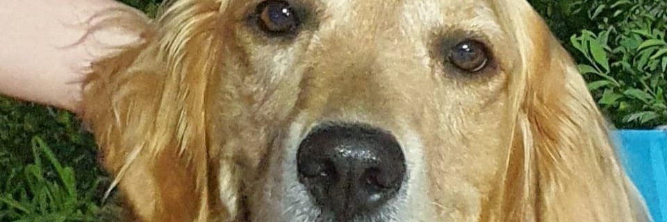 gomez_coti's profile banner image
