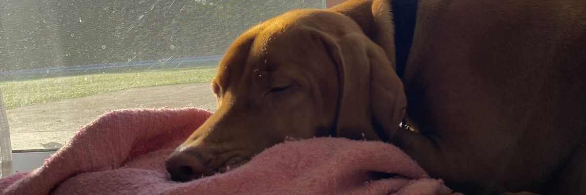 SolGalassi1's profile banner image