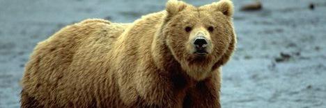 TheOregonBear's profile banner image