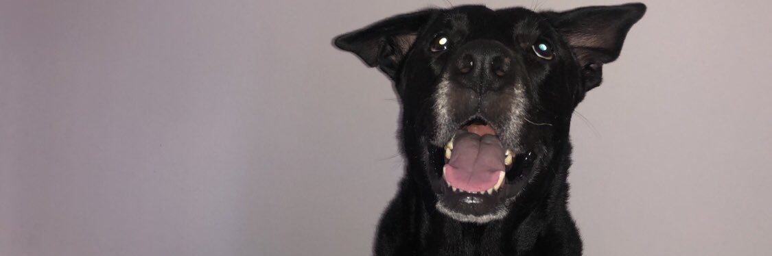 BosteropGonza's profile banner image