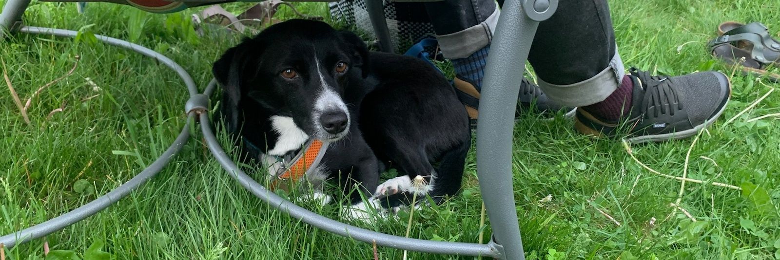 Franky Frances Cannon banner