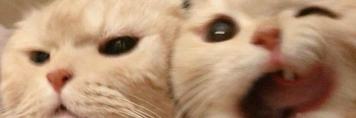 Asa catering cibubur cek pinned🍛🐈 banner