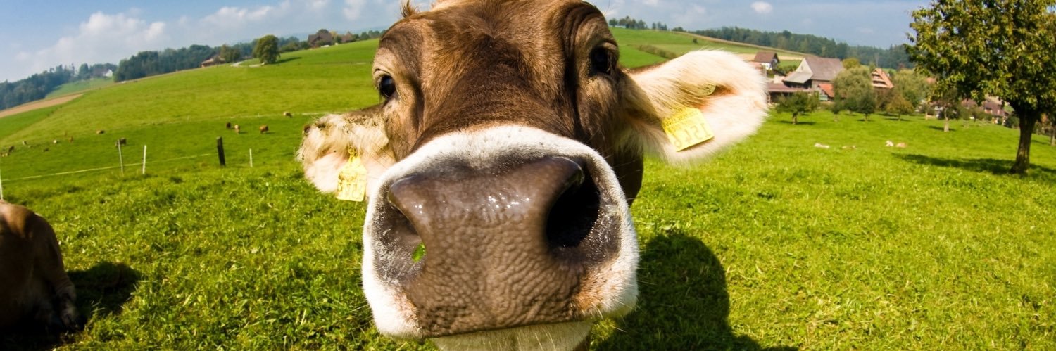 Beeds89 Voice in the Wilderness banner