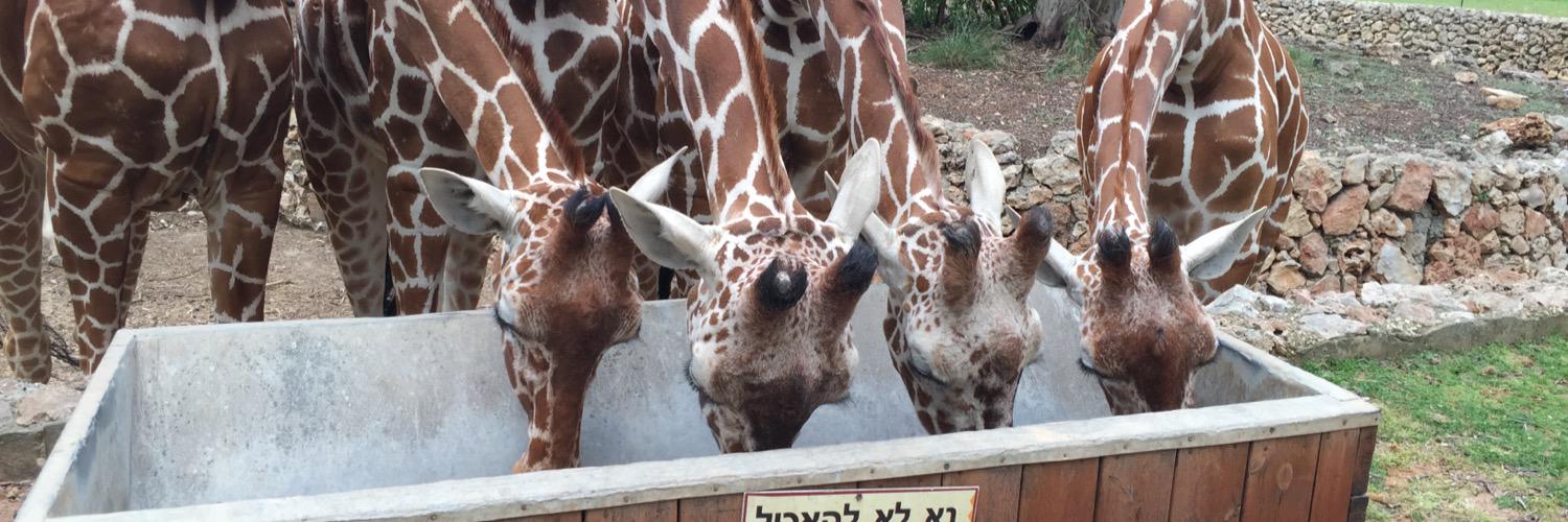 דן דובין banner