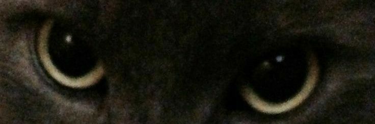 levi banner