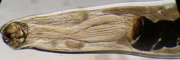 Vet_Parasites Profile Banner