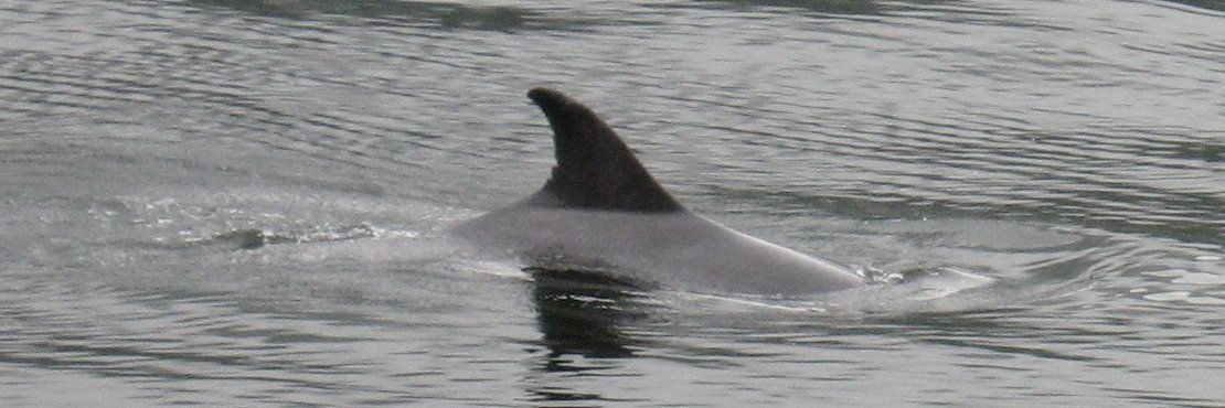 Simon Jaysek 9 banner