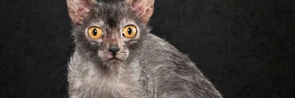 1jhozz Profile Banner