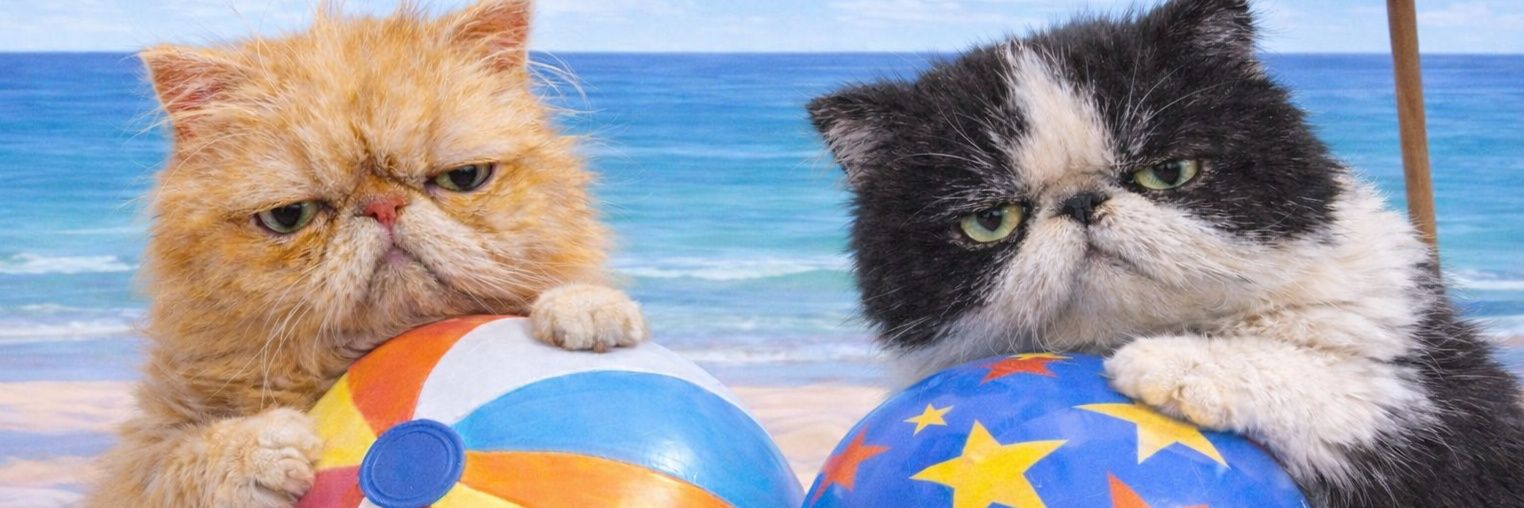 BEACHBALL0905's profile banner image
