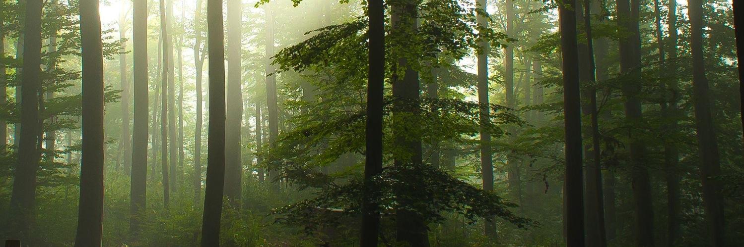 Teemo_AA1's profile banner image