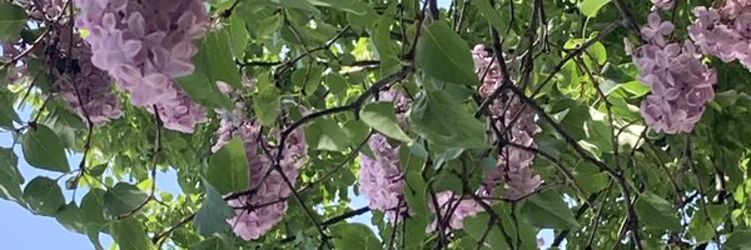 toko_chano's profile banner image