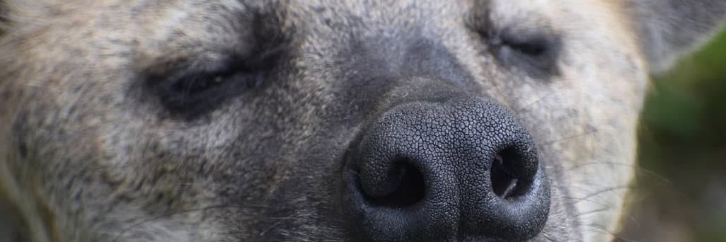 nnnnunooo's profile banner image