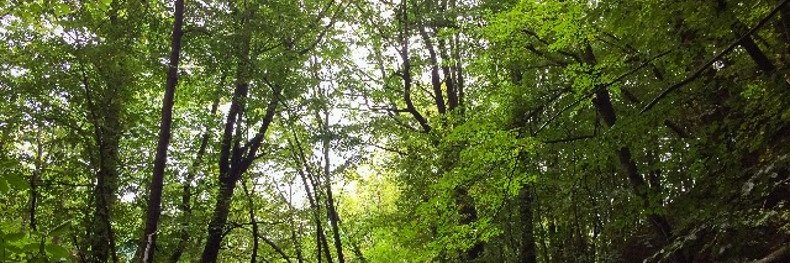 Giulia Zuecco banner