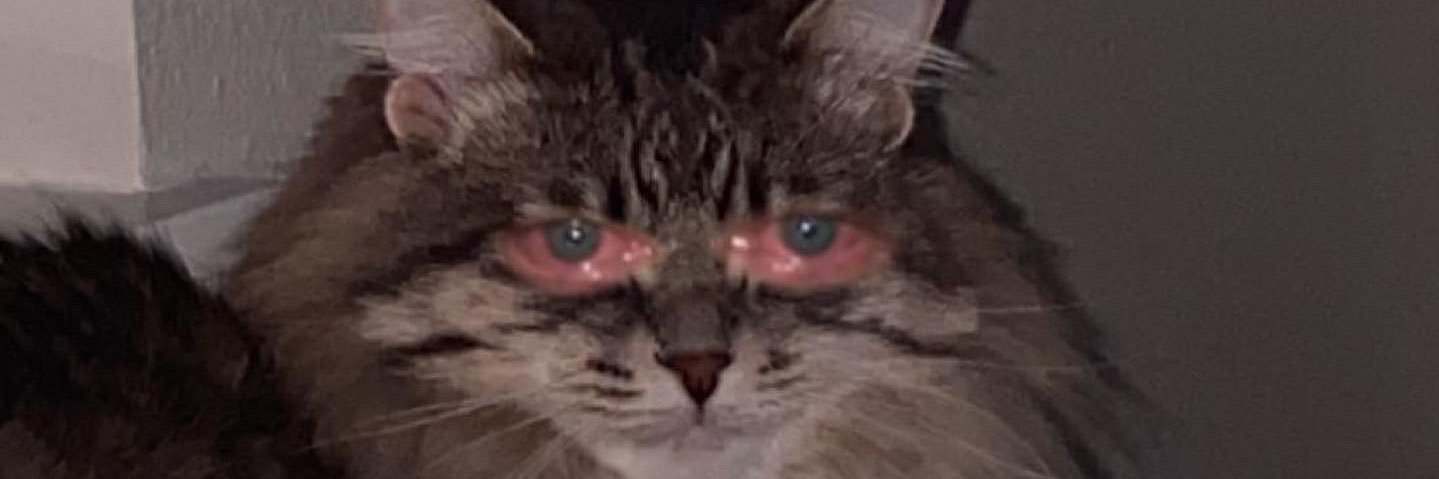 HaileeMarker's profile banner image