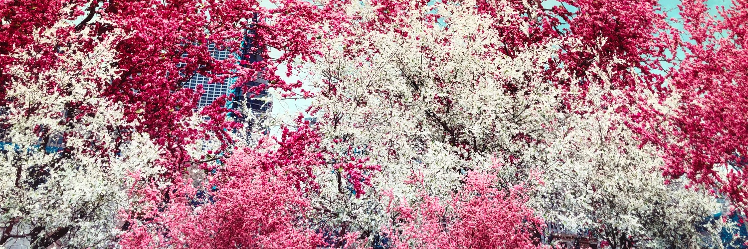 RubyTreviss's profile banner image