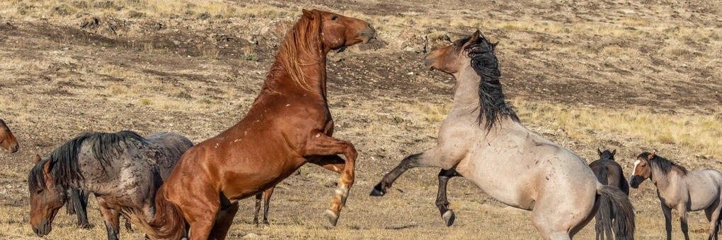 RedRockRanchNM's profile banner image