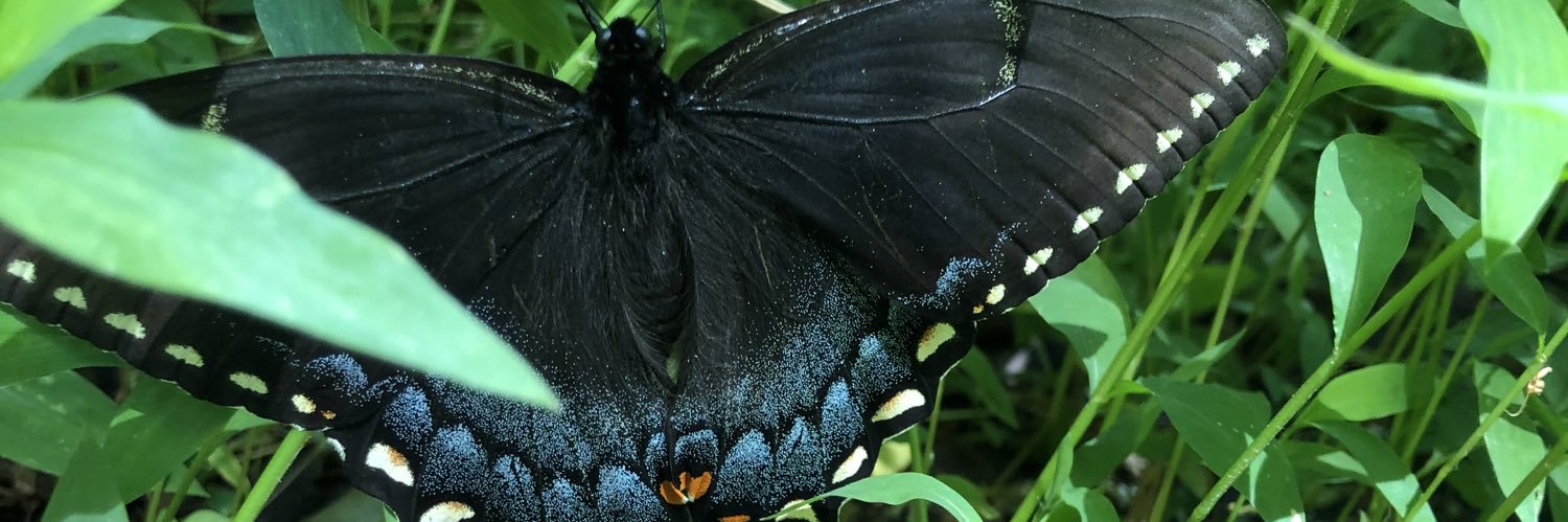 Dralite's profile banner image