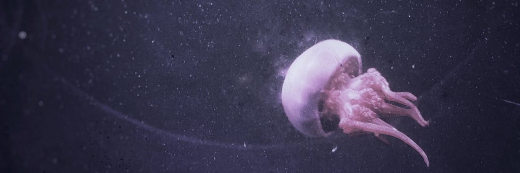 Mahoggers's profile banner image