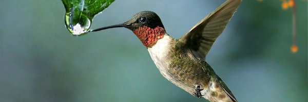 Laurentanney Profile Banner