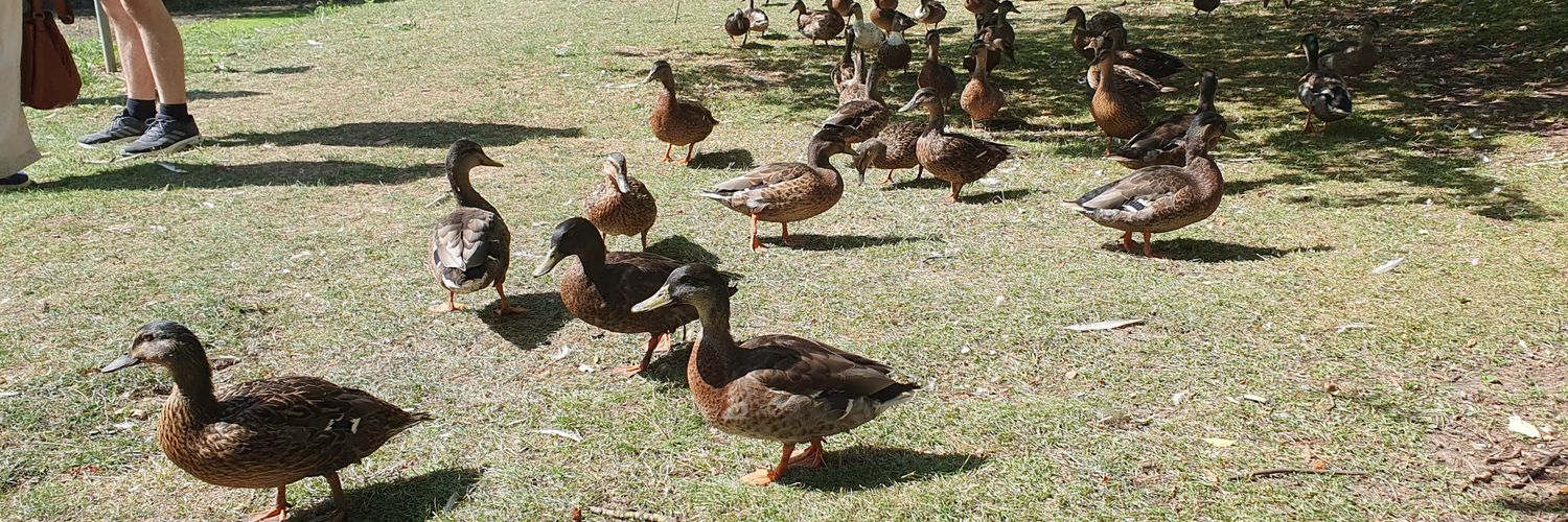 Roy Thornburn banner