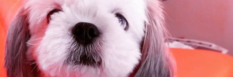 _kimchiii's profile banner image