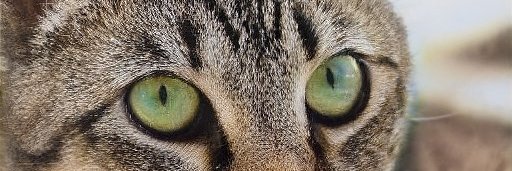 TonyaPile6's profile banner image