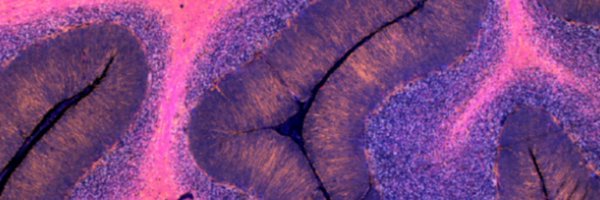BrainResilience Profile Banner