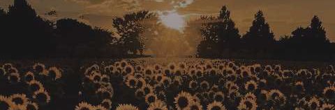 T. banner