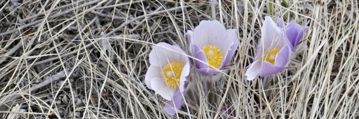 Sally Chivers banner