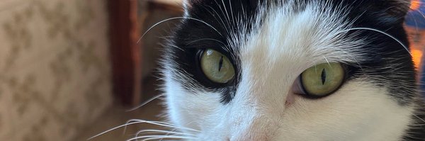 blusewillis2 Profile Banner