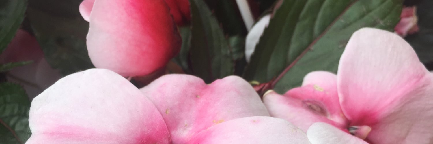 Alyssa_Heisler's profile banner image