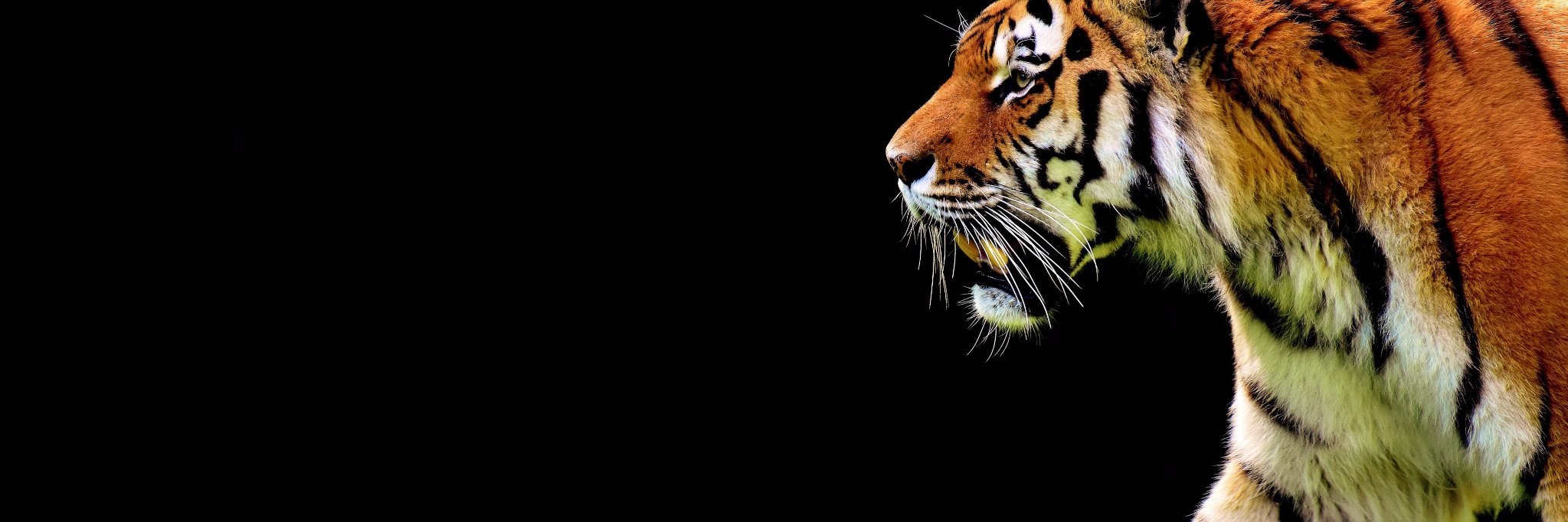 nitishranaseo's profile banner image