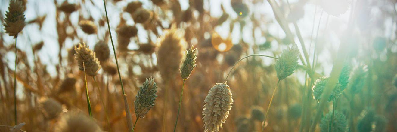 The Rural Channel banner