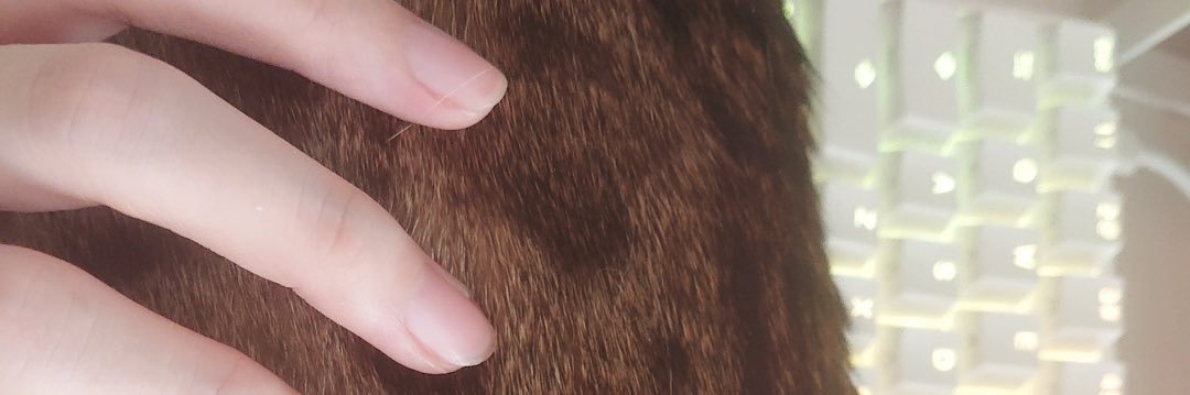 サブめろん🍈 banner