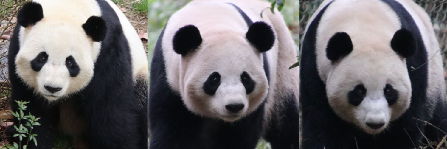 anpanda_1120's profile banner image