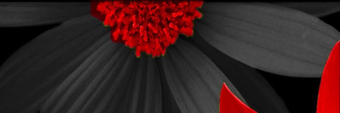 Kamy banner