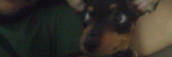 PsychoBearOFC's profile banner image