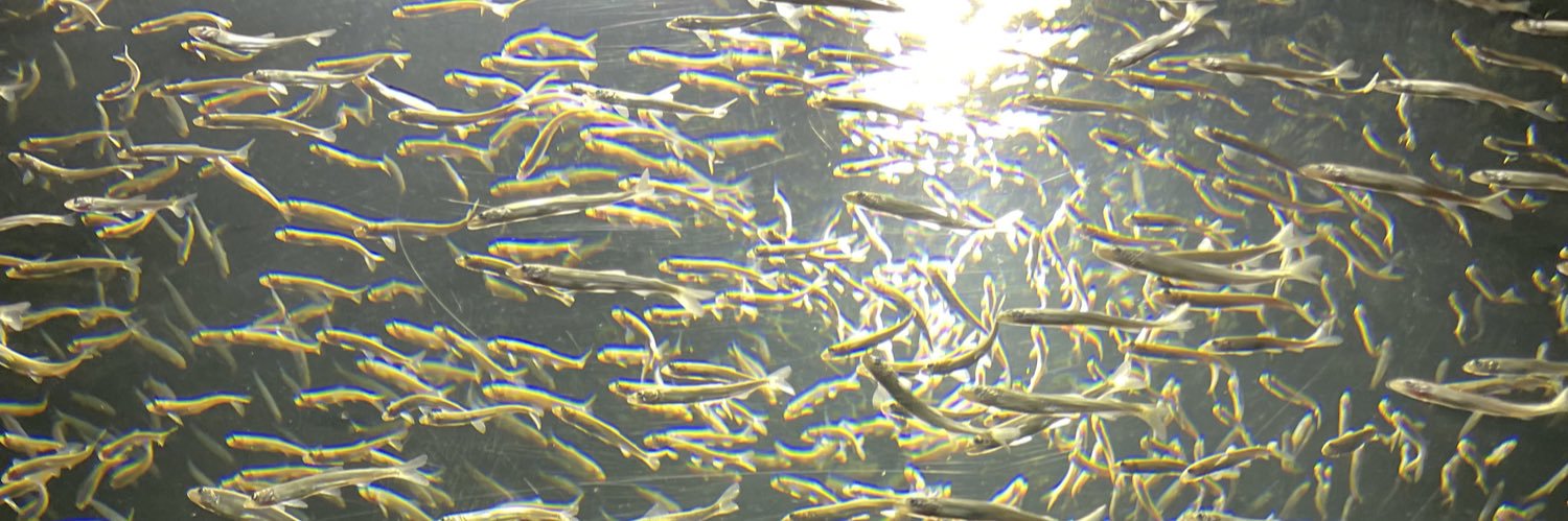 ungra_angler's profile banner image