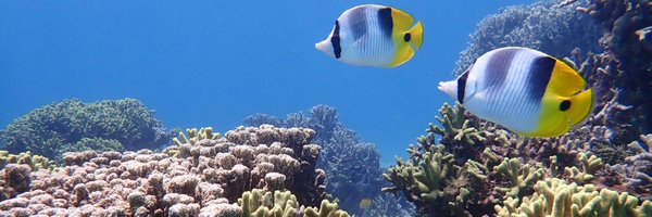 GuamCoralReefs Profile Banner