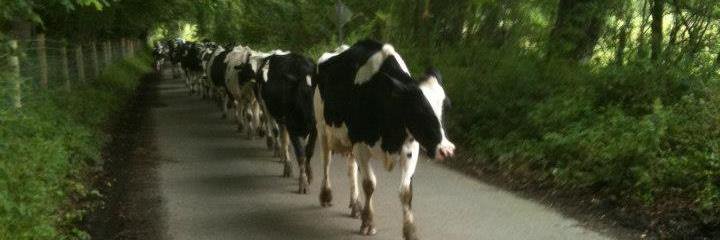 Ross Hamilton 🐄☎️🐄☎️🐑🦃🐓 banner