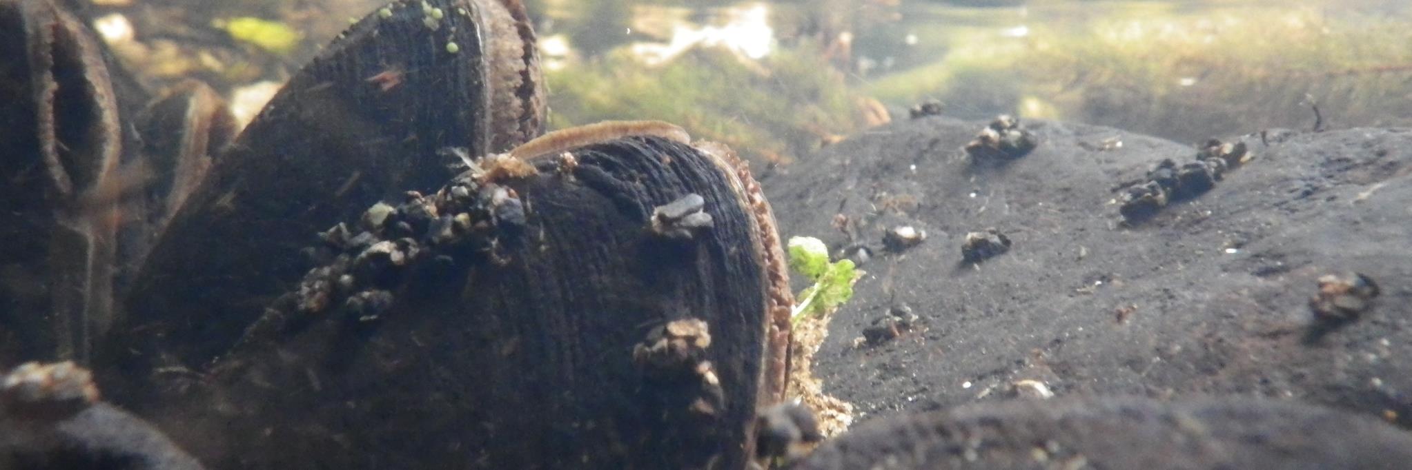 MoTheMussel's profile banner image