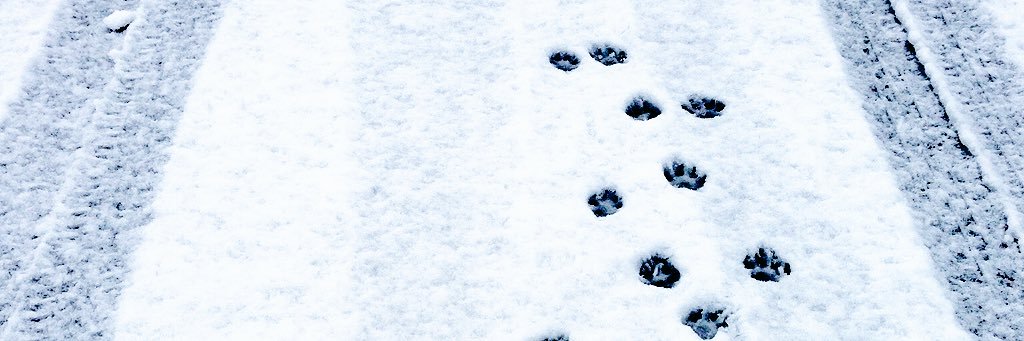 tenca0121's profile banner image