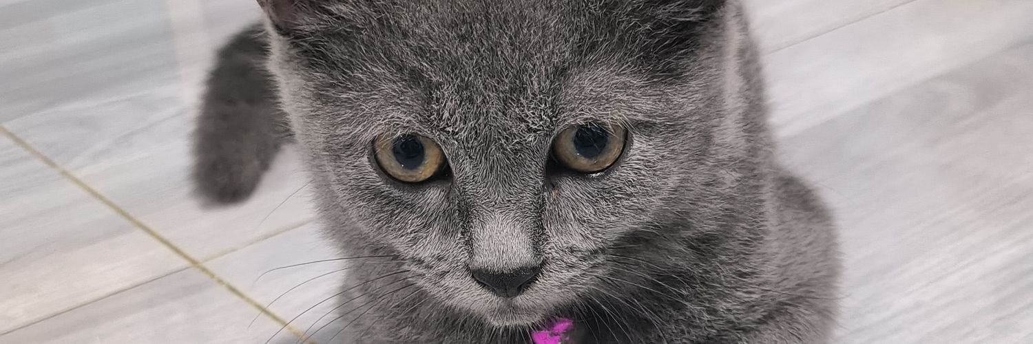 tarantula69x's profile banner image