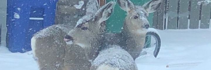dindabduh's profile banner image