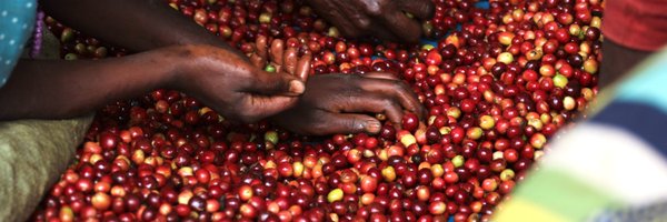 DreamCoffeeUG Profile Banner