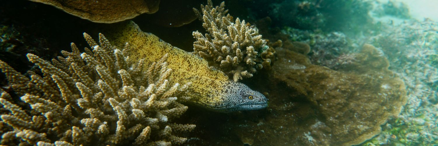 James A. Wong banner