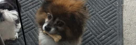 JosieMaietta1776 banner