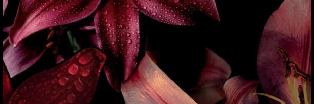 ICubizolles's profile banner image