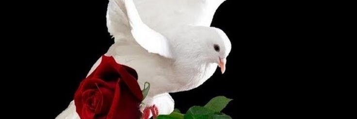 الساحر banner