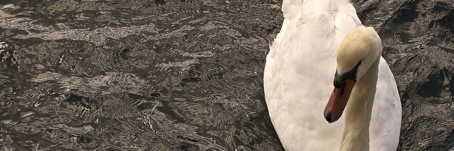 danazoegest's profile banner image